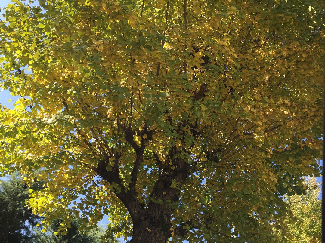 Tochigi Wanpaku Park-壬生町必去景点