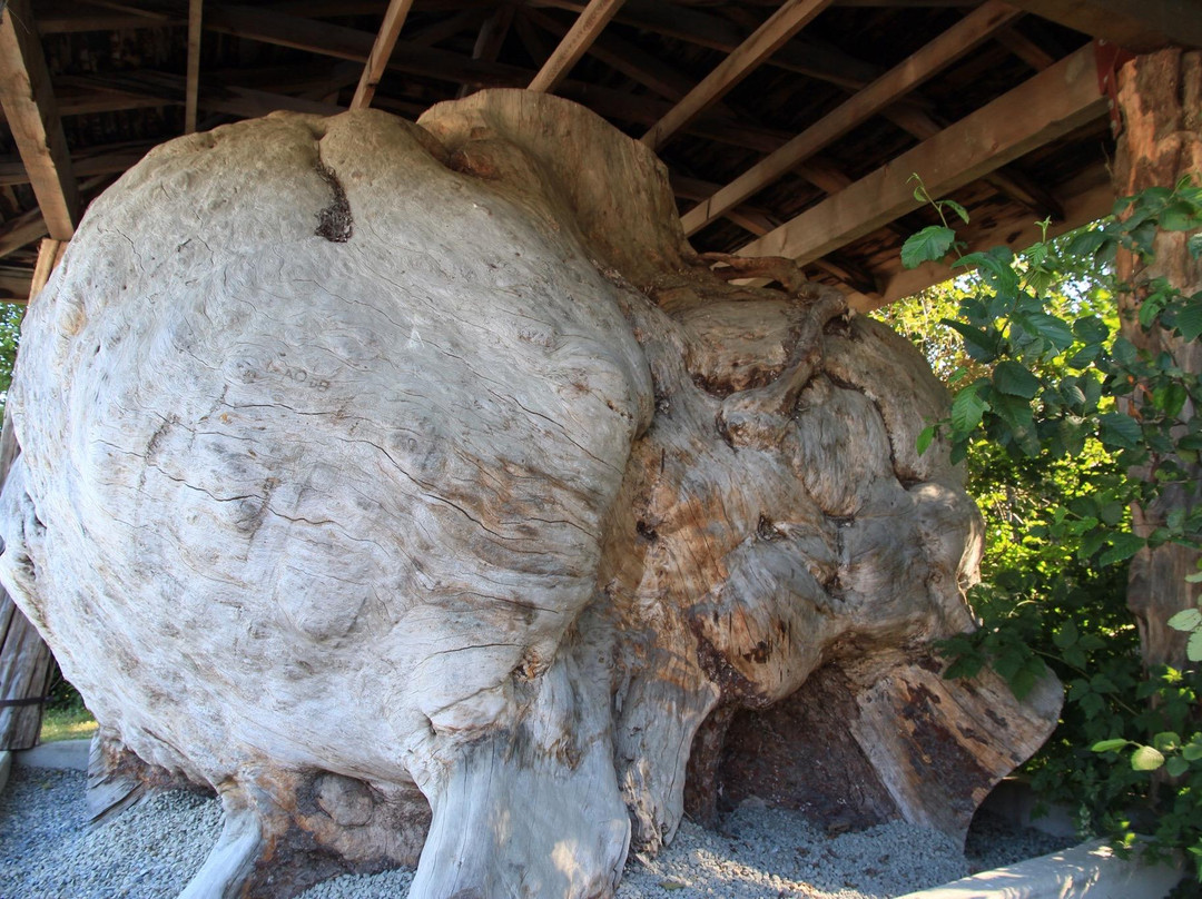 World 's largest Burl景点图片