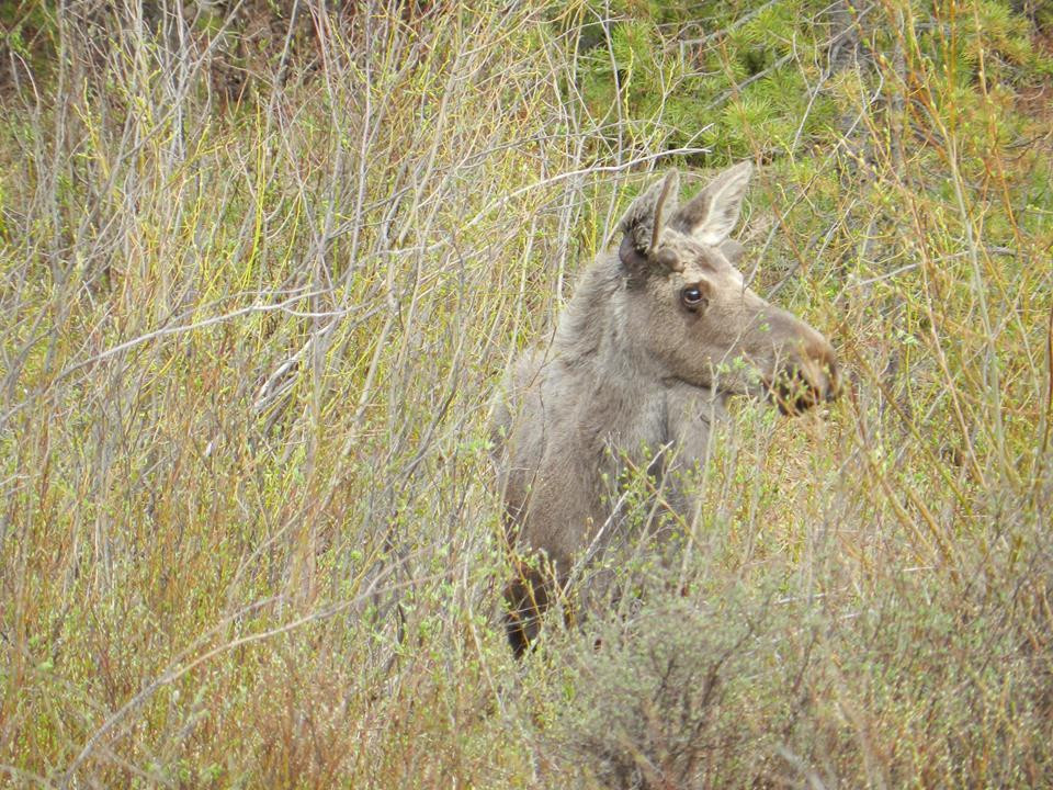 Silver Plume General Store主图
