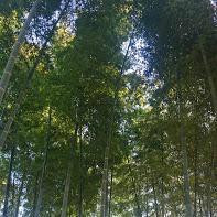 Suzume no Oyado Ryokuchi Park-目黒区必去景点