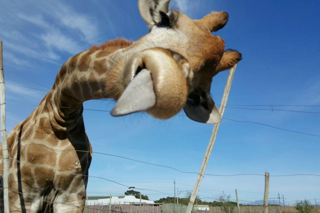 Giraffe House Wildlife Awareness Centre-斯泰伦博斯必去景点