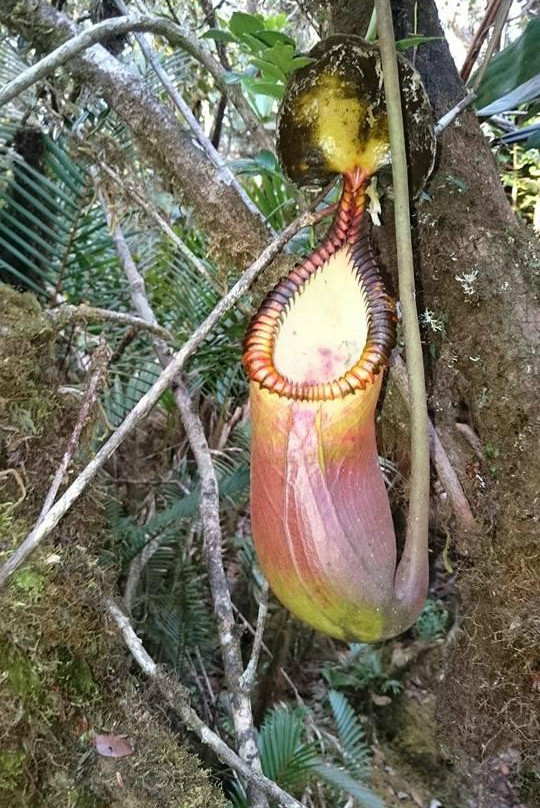Mt. Trusmadi Apin-apin-根地咬必去景点