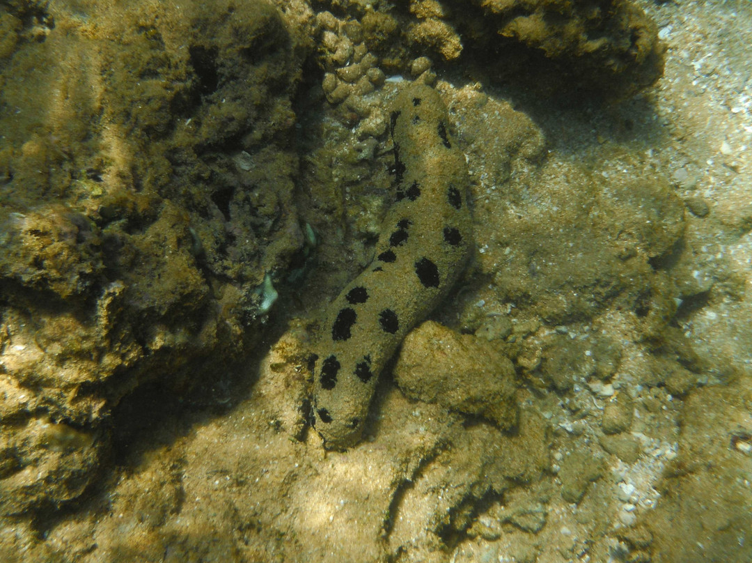 Coral Sanctuary-希克杜沃必去景点