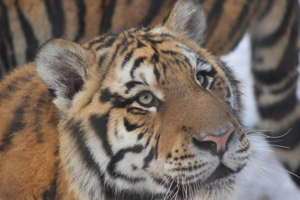 Explore Harbin-哈尔滨市必去景点