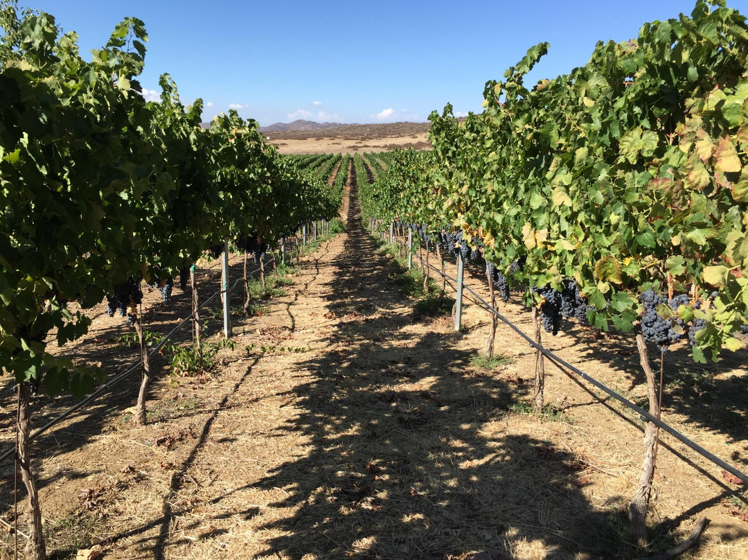 Chapin Family Vineyards-特曼库拉必去景点