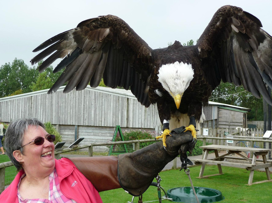 Hawkridge Bird Of Prey Centre-埃克斯茅斯必去景点