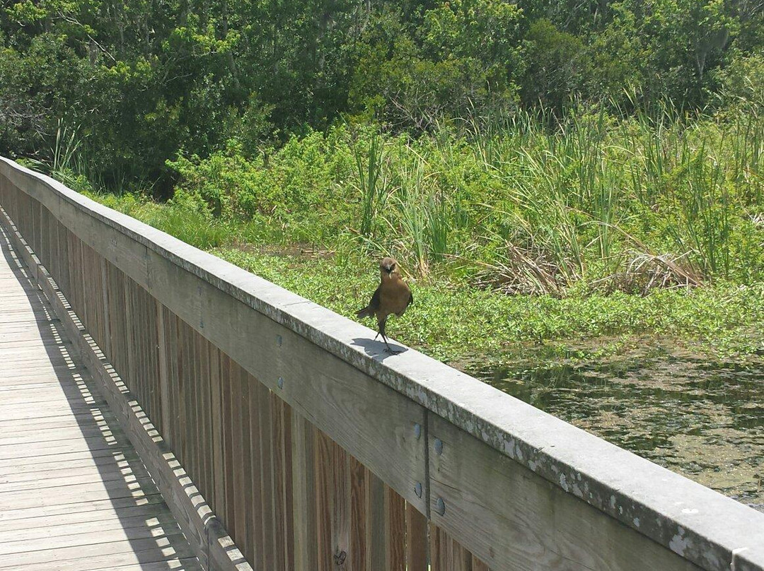 John Chesnut Sr. Park-帕姆港必去景点