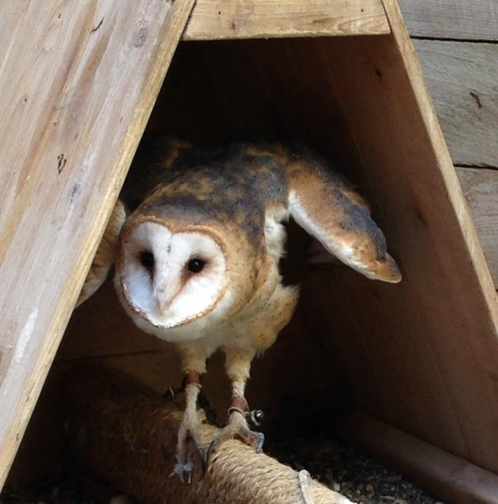 The Raptor Center-圣保罗必去景点