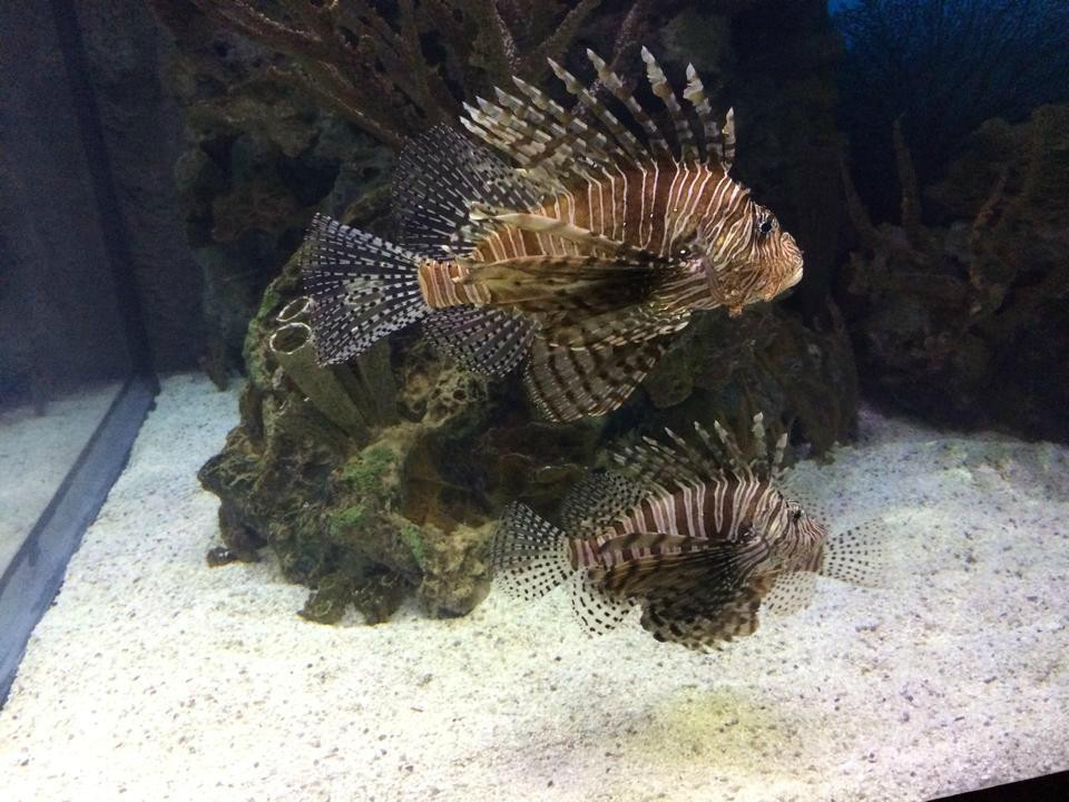 Shark Reef Aquarium-拉斯维加斯必去景点