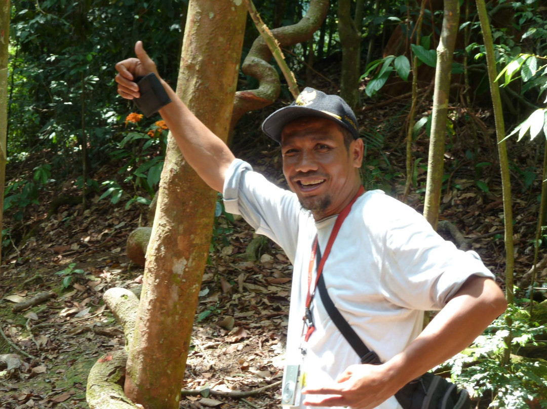 Harimau Sumatra-武吉拉旺必去景点