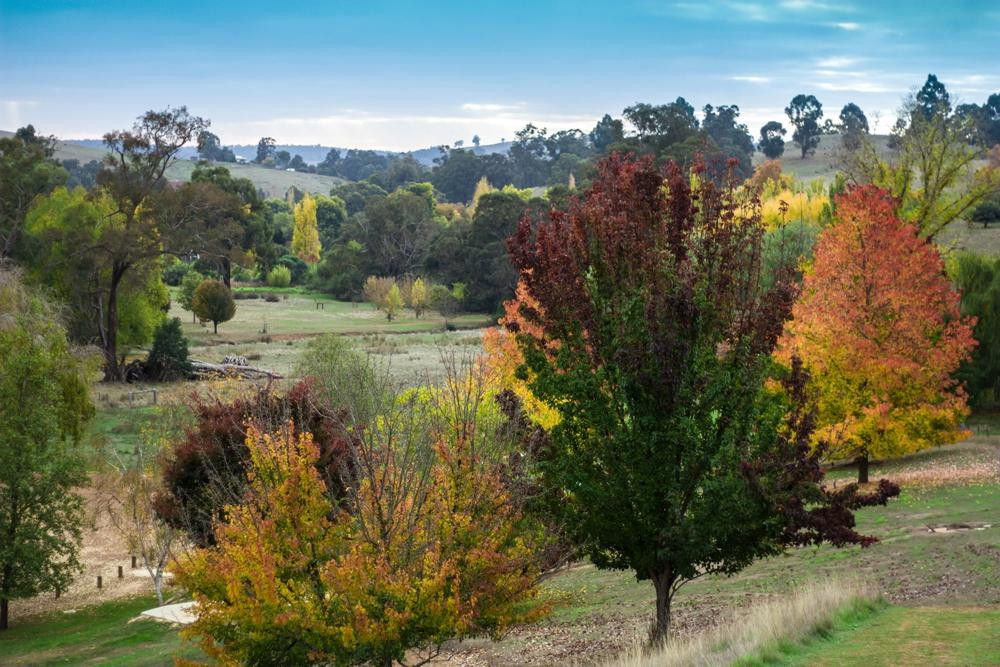 Golden Valley Tree Park景点图片