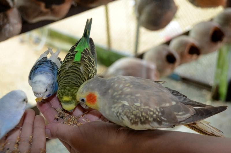 天堂公园农场-苏梅岛必去景点