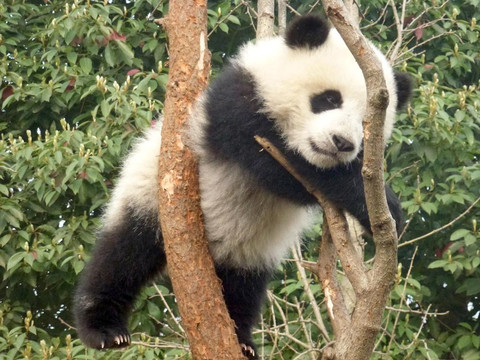 Chengdu Tour Guide Haba-成都必去景点