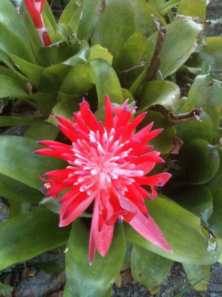 Cruzan Gardens-Christiansted必去景点