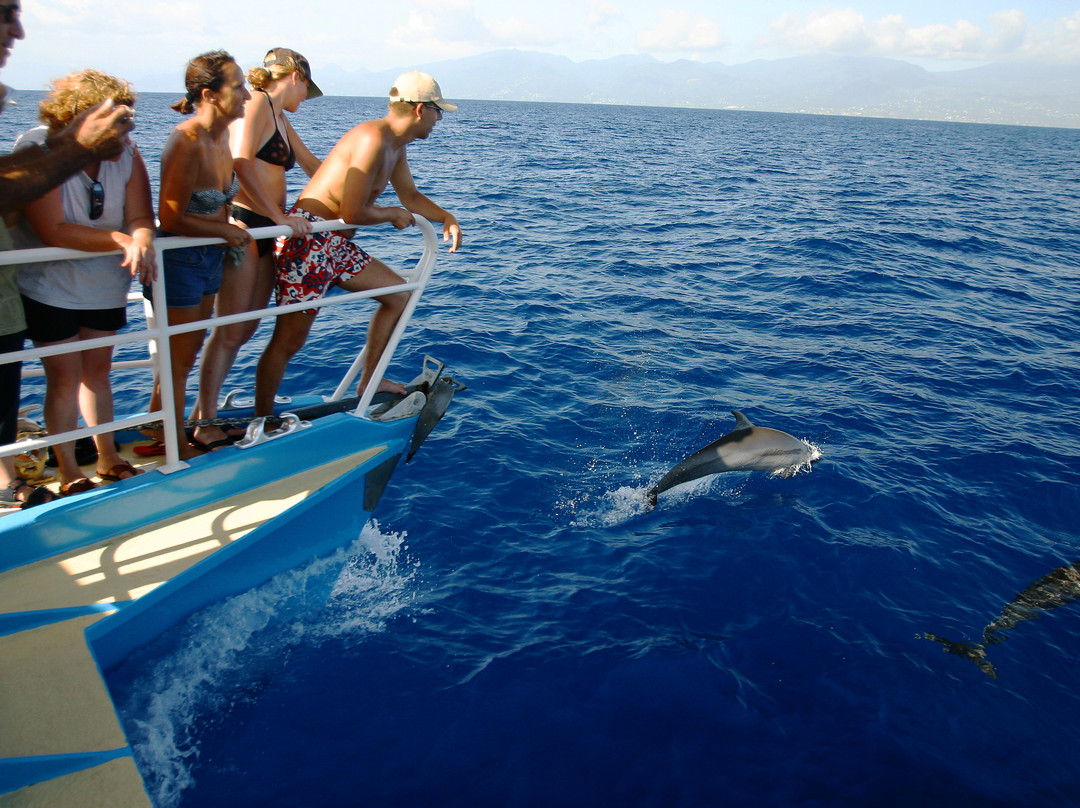 Whale Watching-Gourbeyre必去景点