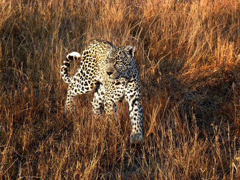 Elephant Herd Tours & Safaris-雾观必去景点