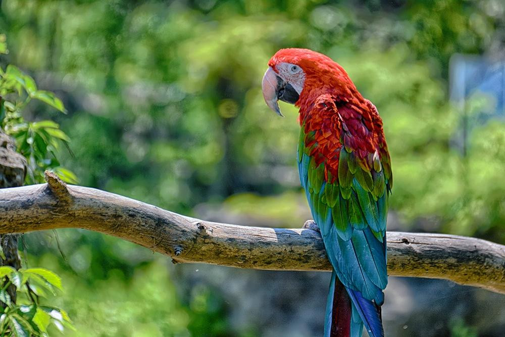 多伦多动物园-多伦多必去景点