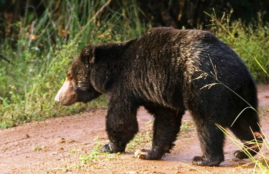 Wild Earth Safari景点图片