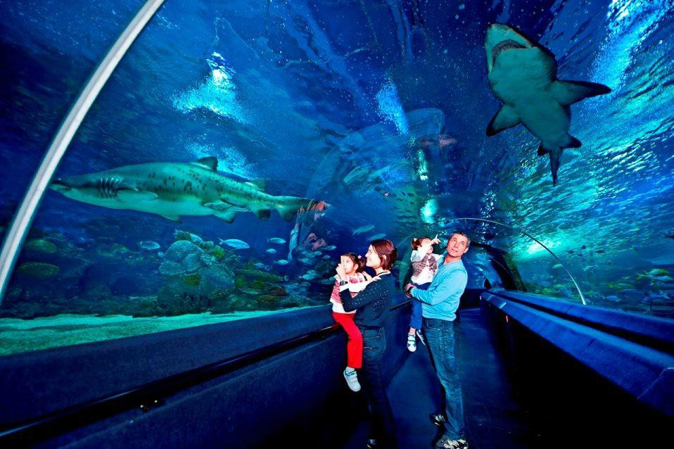 Istanbul Sea Life Aquarium景点图片