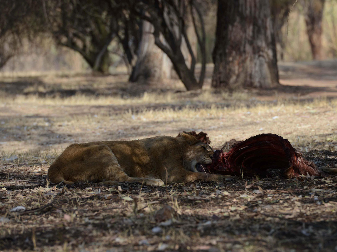 LIONSROCK Big Cat Sanctuary-伯利恒必去景点
