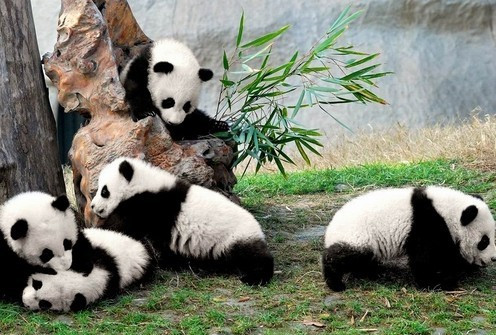 China Discovery景点图片