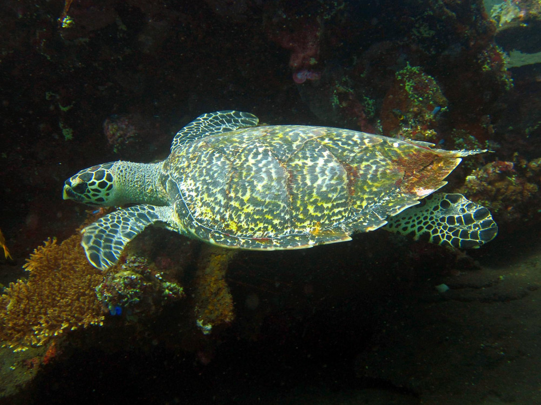 USS 自由号沉船-图兰本必去景点