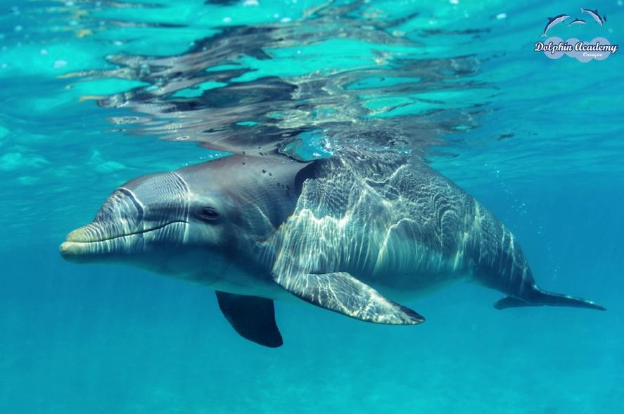 Dolphin Academy Curacao-威廉斯塔德必去景点