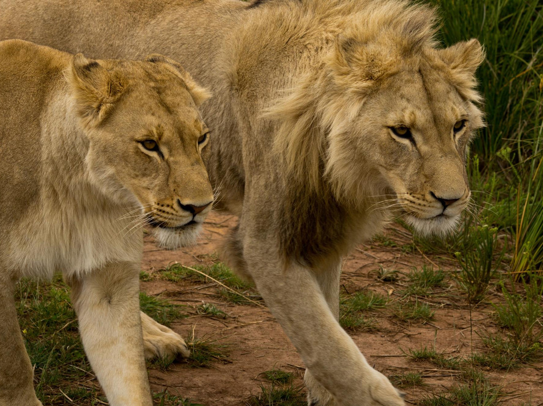 Botlierskop Private Game Reserve-莫塞尔贝必去景点