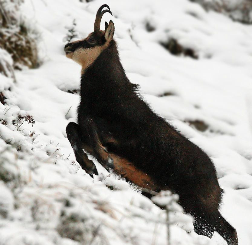 Alpenhotel Pflüglhof主图