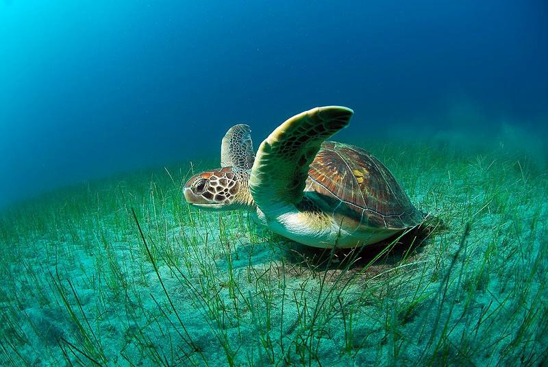 潜水之海景点图片