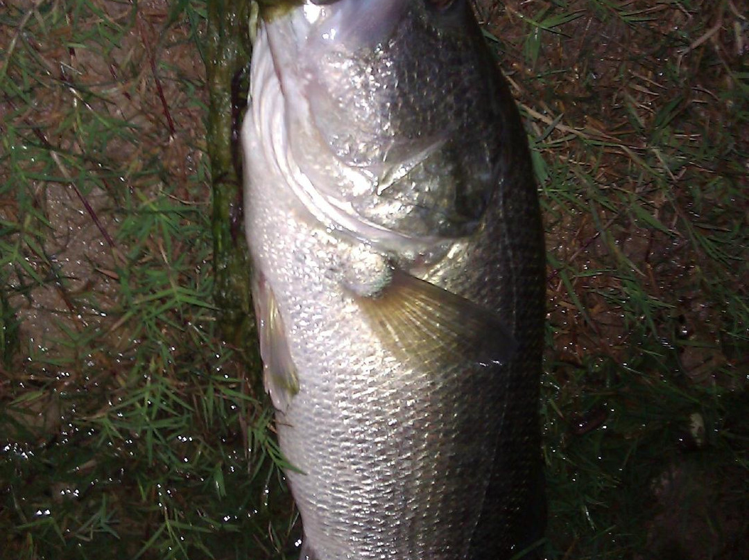 Town Lake at Firemen's Park-麦卡伦必去景点