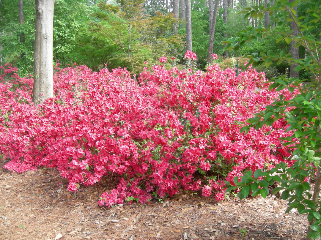 Ruby M. Mize Azalea Garden景点图片