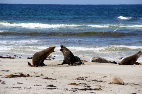 Seal Bay Conservation Park-Seal Bay必去景点