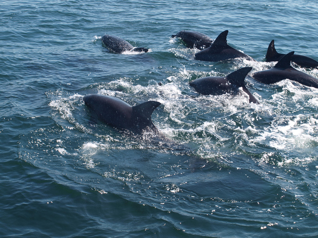Dolphin Marine World景点图片
