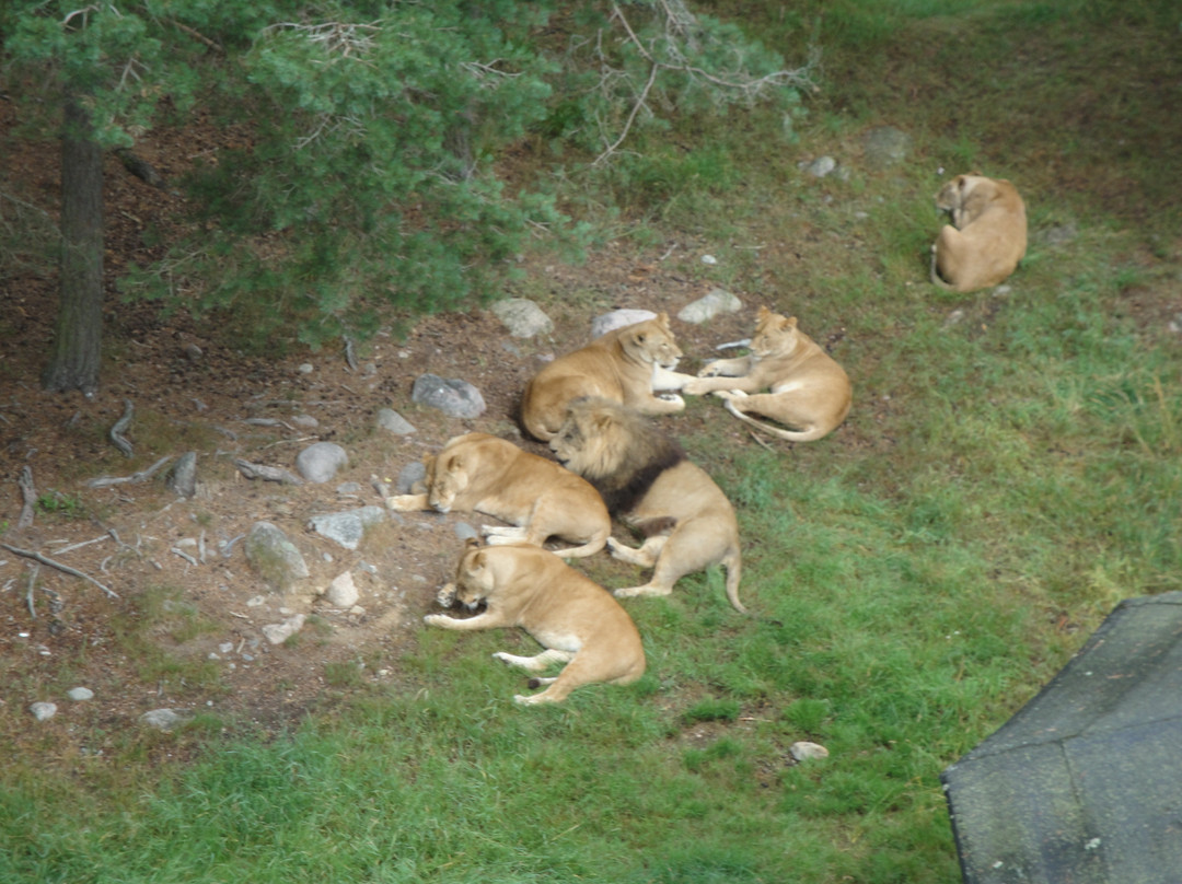 Kolmården Zoo-Kolmarden必去景点