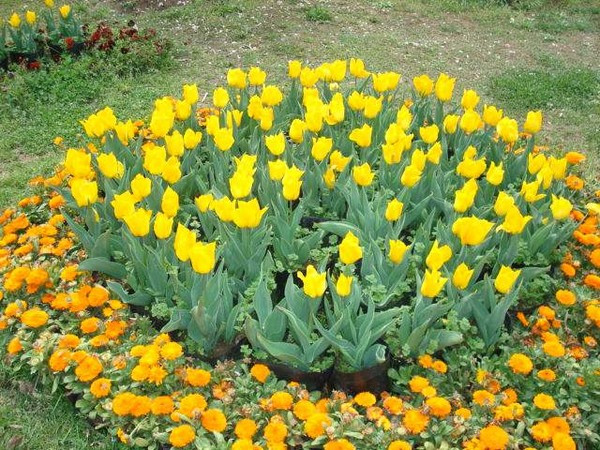 南京情侣园-南京市必去景点