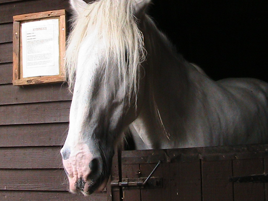 Dorset Heavy Horse Farm Park景点图片