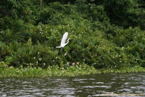 Orinoco Delta景点图片