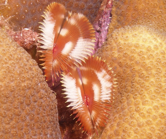 Bonaire National Marine Park-Kralendijk必去景点