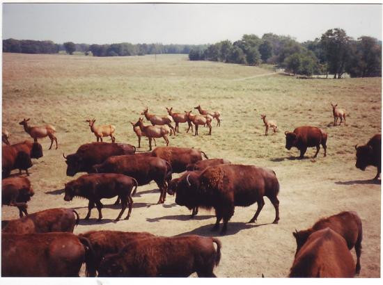 Wildlife Prairie Park-Hanna City必去景点