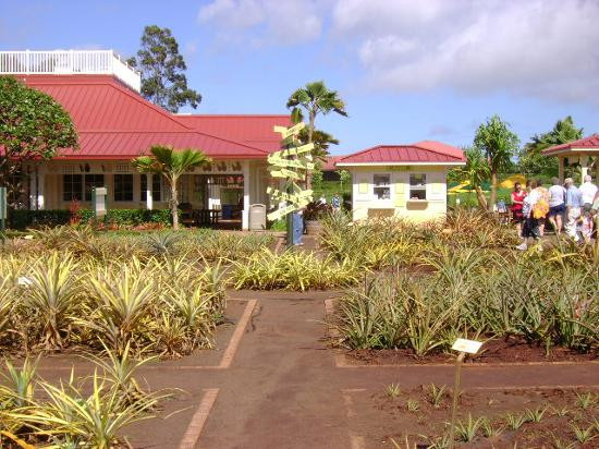 杜尔凤梨园-瓦西瓦必去景点