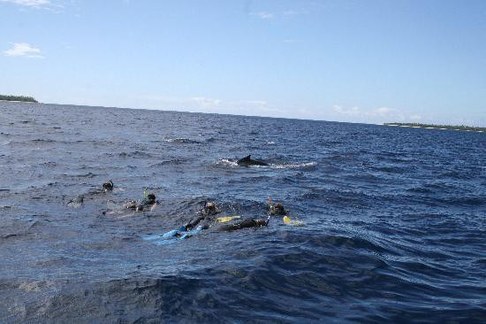 Ha'apai Divers At Matafonua Lodge Resort景点图片