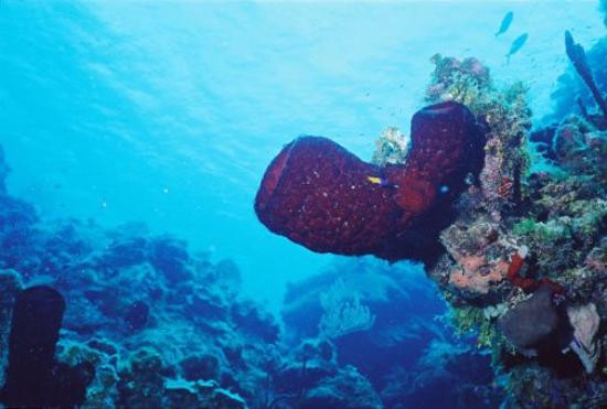 Bloody Bay Wall-Little Cayman必去景点