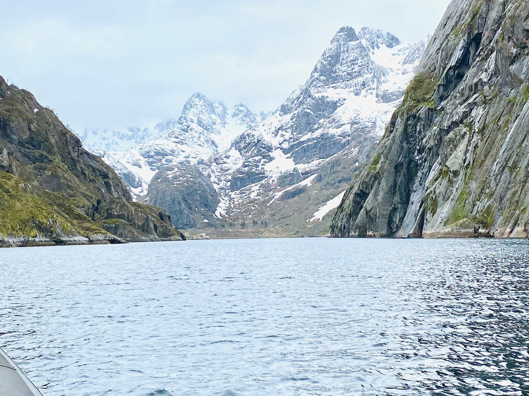 Trollfjord Cruise & Sea Eagle Safari景点图片