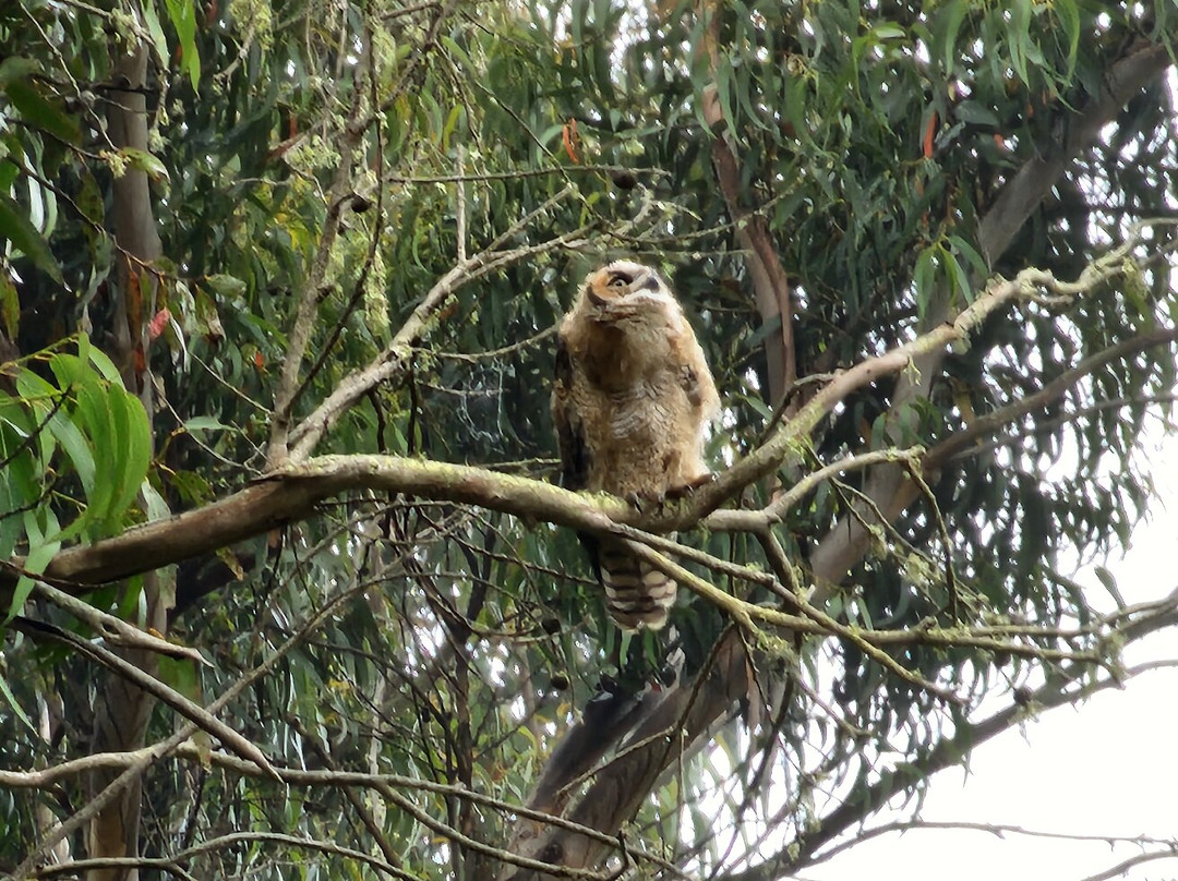 Douglas Family Preserve-圣巴巴拉必去景点