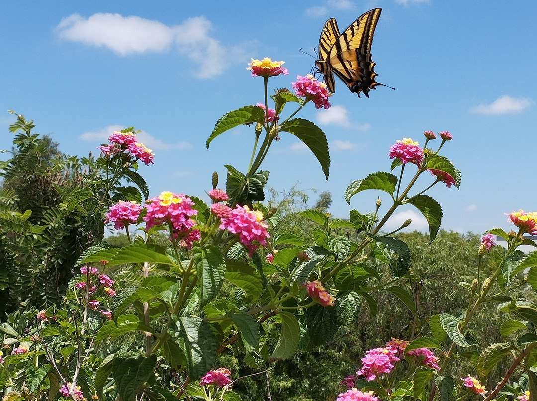 Jardín Botánico Universitario Buap景点图片