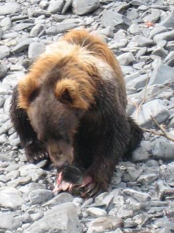 Sargent Creek-Kodiak必去景点