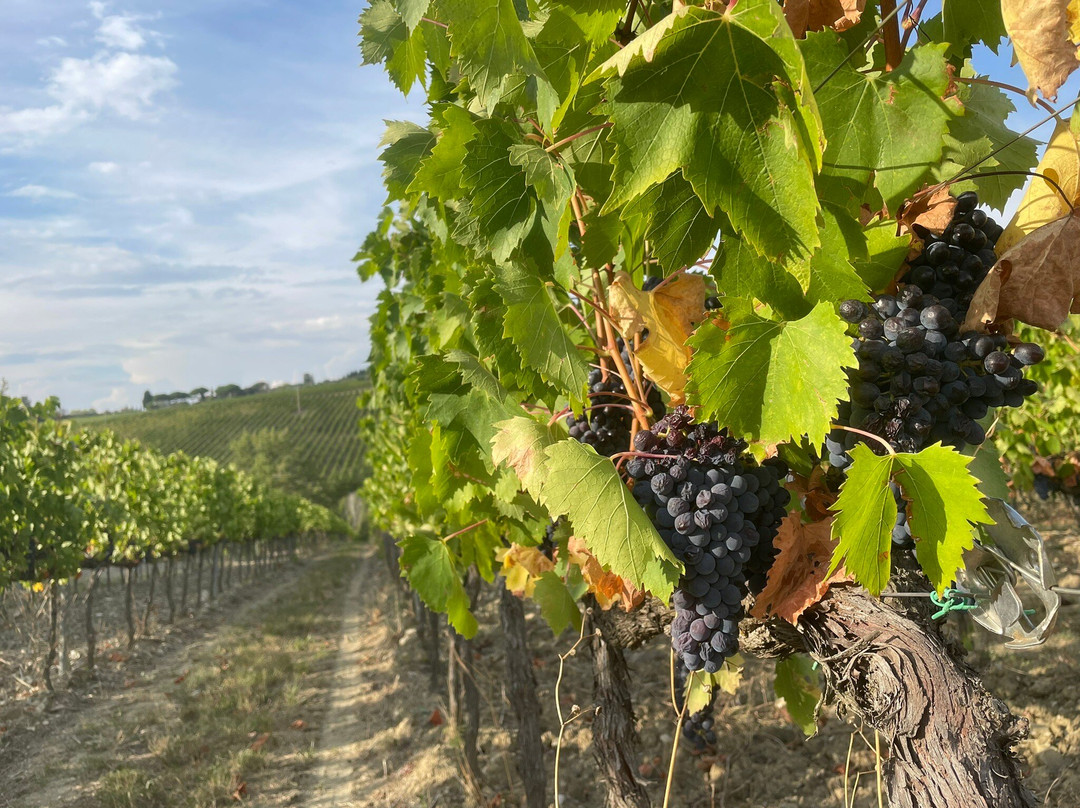 Agriturismo Fonte de' Medici主图