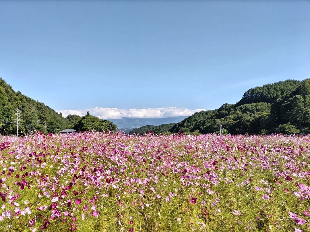 Cosmos Kaido-佐久市必去景点