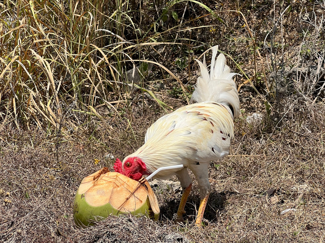 Nusa Penida Traveller-珀尼达岛必去景点